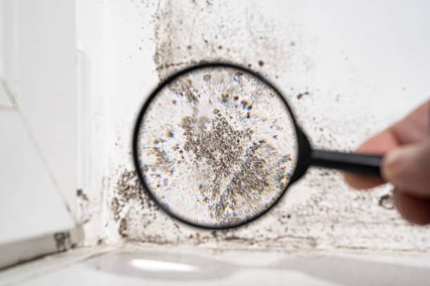 Best Black Mold Removal  in Sigourney, IA